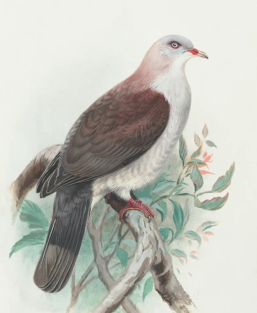 Asiatische Vogelillustration